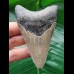 8.6 cm dagger-shaped grey tooth of the Megalodon 