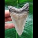 8.6 cm dagger-shaped grey tooth of the Megalodon 