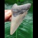 8.6 cm dagger-shaped grey tooth of the Megalodon 