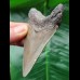 8.6 cm dagger-shaped grey tooth of the Megalodon 