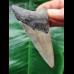 8.6 cm dagger-shaped grey tooth of the Megalodon 