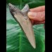 8.6 cm dagger-shaped grey tooth of the Megalodon 