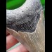 8.6 cm dagger-shaped grey tooth of the Megalodon 
