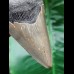 8.6 cm dagger-shaped grey tooth of the Megalodon 