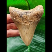 9,4 cm massiver brauner Zahn des Megalodon