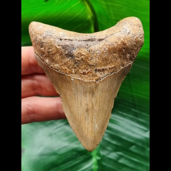 9.4 cm massive brown tooth of the Megalodon