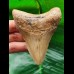9.4 cm massive brown tooth of the Megalodon