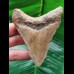 9.4 cm massive brown tooth of the Megalodon
