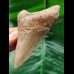 9.4 cm massive brown tooth of the Megalodon