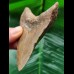 9.4 cm massive brown tooth of the Megalodon