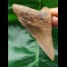 9.4 cm massive brown tooth of the Megalodon