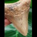 9.4 cm massive brown tooth of the Megalodon