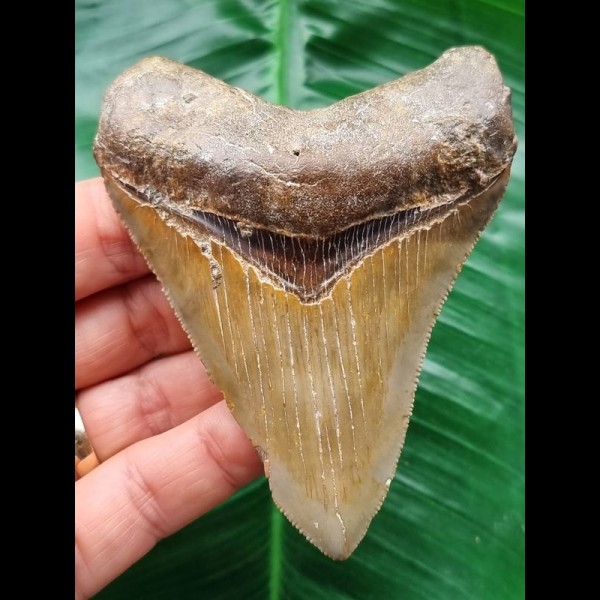 9.4 cm well preserved tooth of the Megalodon with sharp serration