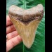 9.4 cm well preserved tooth of the Megalodon with sharp serration