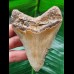 9.4 cm well preserved tooth of the Megalodon with sharp serration