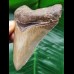 9.4 cm well preserved tooth of the Megalodon with sharp serration