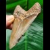 9.4 cm well preserved tooth of the Megalodon with sharp serration