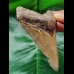 9.4 cm well preserved tooth of the Megalodon with sharp serration
