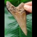 9.4 cm well preserved tooth of the Megalodon with sharp serration
