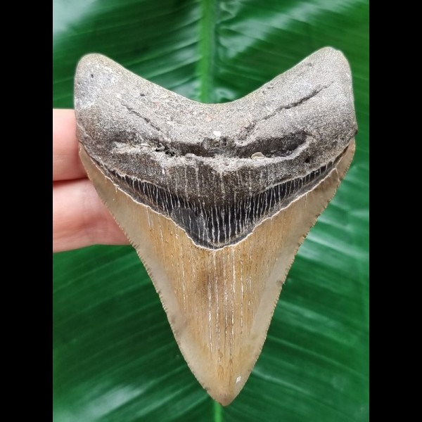 10.0 cm sharp lower jaw tooth of Megalodon