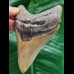 10.0 cm sharp lower jaw tooth of Megalodon