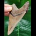 10.0 cm sharp lower jaw tooth of Megalodon
