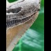 10.0 cm sharp lower jaw tooth of Megalodon