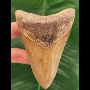 10,4 cm brauner Zahn des Megalodon