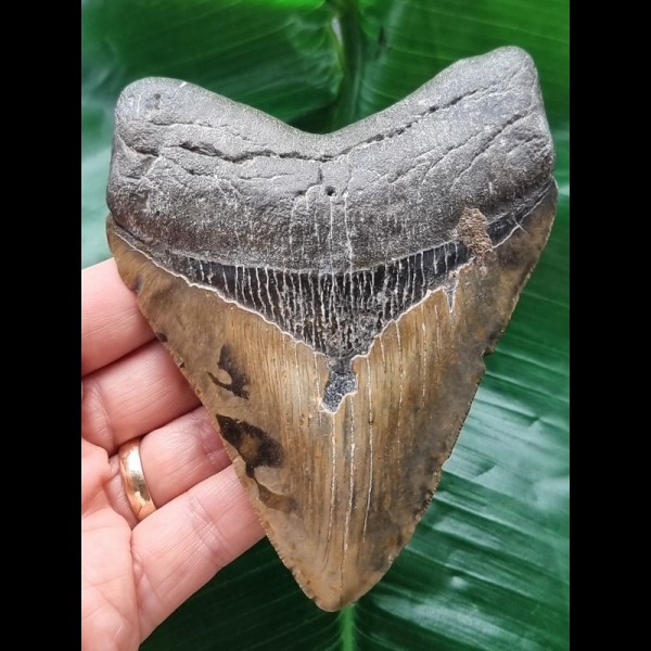 12.1 cm patterned tooth of the Megalodon