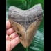 12.1 cm patterned tooth of the Megalodon