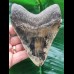 12.1 cm patterned tooth of the Megalodon