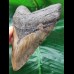 12.1 cm patterned tooth of the Megalodon