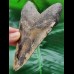 12.1 cm patterned tooth of the Megalodon