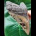 12.1 cm patterned tooth of the Megalodon