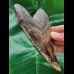 12.1 cm patterned tooth of the Megalodon