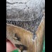 12.1 cm patterned tooth of the Megalodon