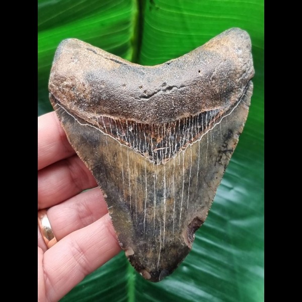 10,6 cm schön gefärbter Zahn des Megalodon