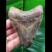 10,6 cm schön gefärbter Zahn des Megalodon
