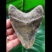10,6 cm schön gefärbter Zahn des Megalodon