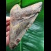 10,6 cm schön gefärbter Zahn des Megalodon