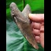 10,6 cm schön gefärbter Zahn des Megalodon