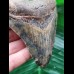 10,6 cm schön gefärbter Zahn des Megalodon