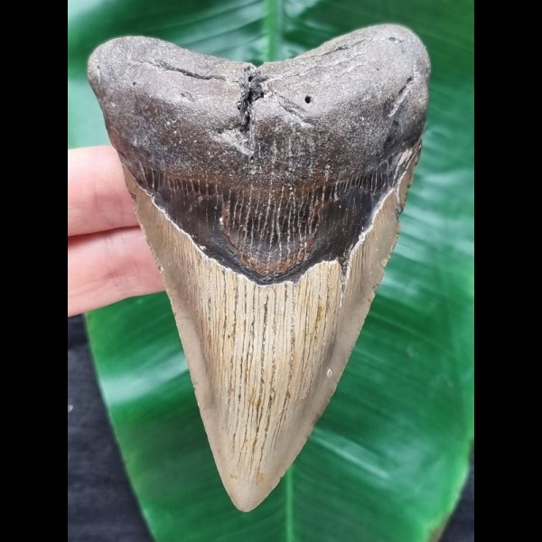 11.7 cm massive tooth of the Megalodon