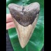 11.7 cm massive tooth of the Megalodon