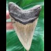 11.7 cm massive tooth of the Megalodon