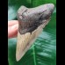 11.7 cm massive tooth of the Megalodon