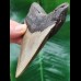 11.7 cm massive tooth of the Megalodon