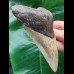 11.7 cm massive tooth of the Megalodon