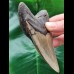 11.7 cm massive tooth of the Megalodon