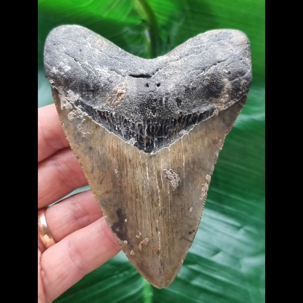 10.8 cm patterned tooth of the Megalodon
